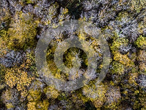 Aerial top view of Autumn deciduous forest, yellow and colorful background