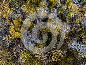 Aerial top view of Autumn deciduous forest, yellow and colorful background