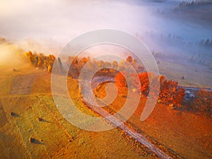 Aerial top view of autumn forest and fog. Drone view of tops of orange trees