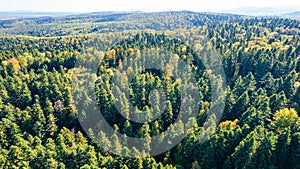 Aerial top view on autumn forest trees in the Carpathians