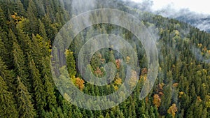 Aerial top view of autumn pine forest in Carpathians. Drone photography