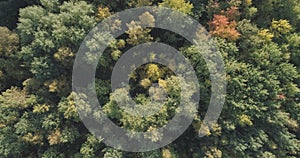 Aerial top view of autumn trees in forest in september