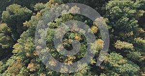 Aerial top view of autumn trees in forest in september