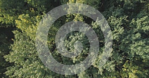 Aerial top view of autumn trees in forest in september