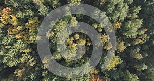 Aerial top view of autumn trees in forest in september