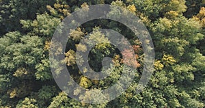 Aerial top view of autumn trees in forest in september