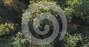 Aerial top view of autumn trees in forest in september