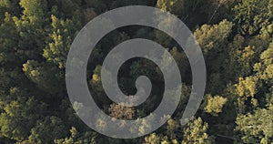 Aerial top view of autumn trees in forest in september