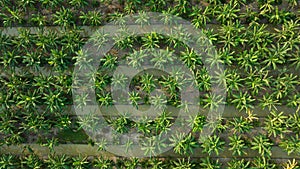 aerial top view of banana and coconat trees in a row plantation