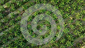 aerial top view of banana and coconat trees in a row plantation