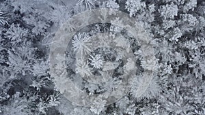 Aerial top view beautiful winter forest. Spruce and pine frosty trees covered with snow. Winter nature, frozen white