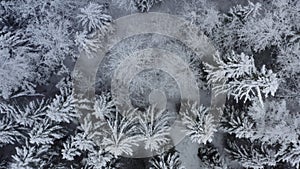 Aerial top view beautiful winter forest. Spruce and pine frosty trees covered with snow. Winter nature, frozen white