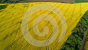 Aerial top view of canola field and country road from above