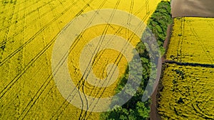 Aerial top view of canola field and country road from above