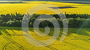 Aerial top view of canola field and country road from above