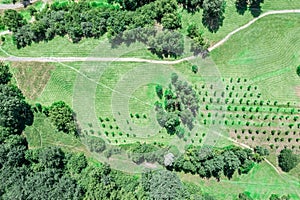 Aerial top view of a city park with green trees and footpaths
