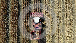 Aerial top view. combine harvester machine harvesting corn field in early autumn. large red tractor filtering Fresh