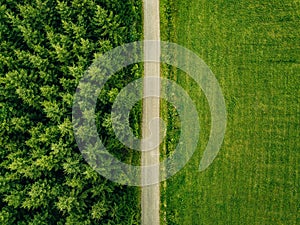 Aerial top view of a country road through a fir forest and a green field in summer