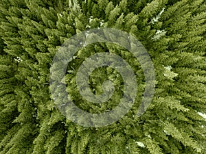 Aerial top view of country road in green forest. Rural landscape in Finland.