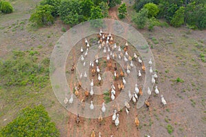 Aerial top view of cows eating green rice and grass field in Kanchanaburi district, Thailand in travel vacation concept. Animals