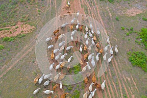 Aerial top view of cows eating green rice and grass field in Kanchanaburi district, Thailand in travel vacation concept. Animals