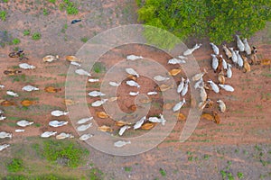 Aerial top view of cows eating green rice and grass field in Kanchanaburi district, Thailand in travel vacation concept. Animals