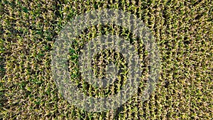 Aerial top view of a different agriculture fields in countryside on a spring day. Drone shot Top view of corn field.