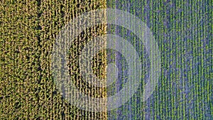 Aerial top view of a different agriculture fields in countryside on a spring day. Drone shot Top view of corn field.