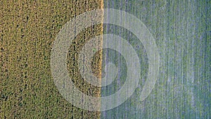 Aerial top view of a different agriculture fields in countryside on a spring day. Drone shot Top view of corn field.