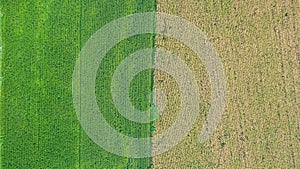 Aerial top view of a different agriculture fields in countryside on a spring day. Drone shot Top view of corn field.