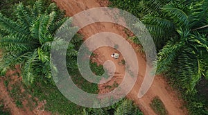 AERIAL. Top view directly above a asian female farmer in the hat monitoring his farm with a tablet. Palms farm in