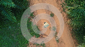 AERIAL. Top view directly above a asian female farmer in the hat monitoring his farm with a tablet. Palms farm in