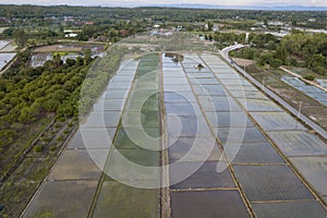 Aerial Top view from drone of the beautiful paddy fields with velvet green young sprouts in Balinese village. The traditional