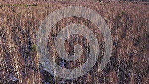 Aerial top view of a drone hovering in the air above autumn forest on the background, modern technologies concept. Clip