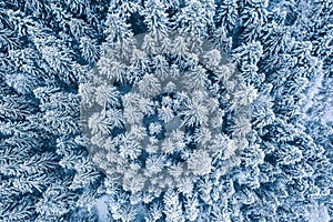 Aerial top view drone shot of the pine and spruce trees forest covered with snow in the Tatra Mountains in Slovakia. Beauty in