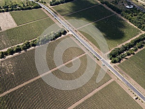 Aerial top view from drone to vineyard