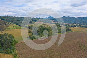 Aerial top view of dry grass, rice and crops field with green mountain hill in agriculture concept. Nature landscape background in