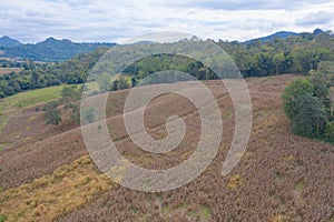 Aerial top view of dry grass, rice and crops field with green mountain hill in agriculture concept. Nature landscape background in