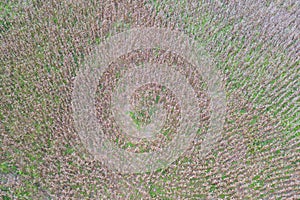 Aerial top view of dry grass, rice and crops field with green mountain hill in agriculture concept. Nature landscape background in