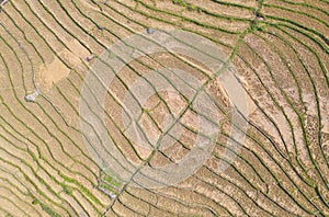 Aerial top view of dry paddy rice terraces, green agricultural fields in countryside, mountain hills valley in Asia, Pabongpieng,