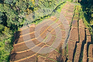 Aerial top view of dry paddy rice terraces, green agricultural fields in countryside, mountain hills valley in Asia, Pabongpieng,