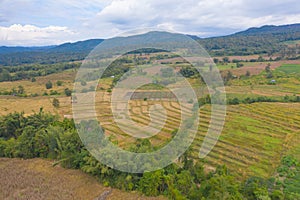 Aerial top view of dry paddy rice terraces, green agricultural fields in countryside or rural area, mountain hills valley in Asia