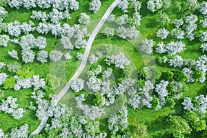 Aerial top view of the footpath among blooming trees in apple orchard