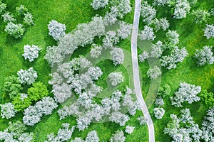 Aerial top view of the footpath among blossoming trees in apple orchard at spring