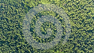 Aerial top view of forest landscape from above, pine trees nature background