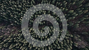 Aerial top view forest tree