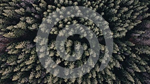 Aerial top view forest tree