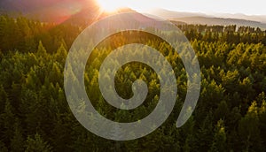 Aerial top view forest tree. Rainforest ecosystem. Drone photography. Slovakia. Sunset.