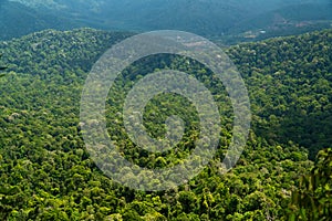 Aerial top view forest tree, Rainforest ecosystem and healthy environment concept and background, Texture of green tree forest