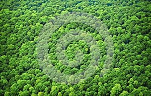 Aerial top view forest tree, Rainforest ecosystem and healthy environment concept and background, Texture of green tree forest